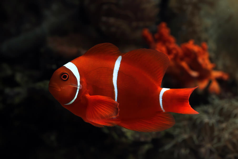 Poissons de la mer Rouge