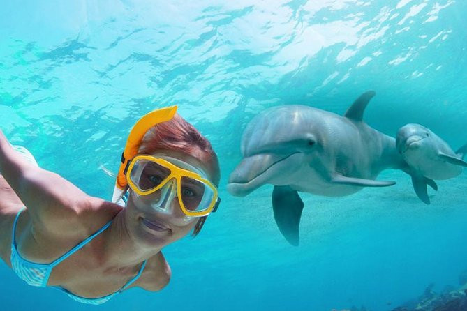 Swim with dolphins hurghada